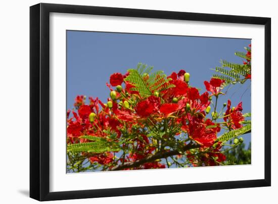 Flamboyant Tree in Bloom, Ile Royale, Salvation Islands, French Guiana-Cindy Miller Hopkins-Framed Photographic Print