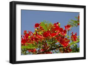 Flamboyant Tree in Bloom, Ile Royale, Salvation Islands, French Guiana-Cindy Miller Hopkins-Framed Photographic Print