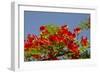 Flamboyant Tree in Bloom, Ile Royale, Salvation Islands, French Guiana-Cindy Miller Hopkins-Framed Photographic Print