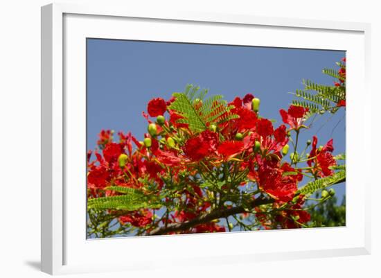 Flamboyant Tree in Bloom, Ile Royale, Salvation Islands, French Guiana-Cindy Miller Hopkins-Framed Photographic Print