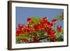 Flamboyant Tree in Bloom, Ile Royale, Salvation Islands, French Guiana-Cindy Miller Hopkins-Framed Photographic Print