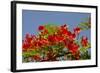 Flamboyant Tree in Bloom, Ile Royale, Salvation Islands, French Guiana-Cindy Miller Hopkins-Framed Photographic Print