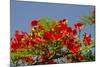 Flamboyant Tree in Bloom, Ile Royale, Salvation Islands, French Guiana-Cindy Miller Hopkins-Mounted Photographic Print