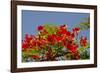 Flamboyant Tree in Bloom, Ile Royale, Salvation Islands, French Guiana-Cindy Miller Hopkins-Framed Photographic Print