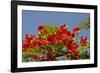 Flamboyant Tree in Bloom, Ile Royale, Salvation Islands, French Guiana-Cindy Miller Hopkins-Framed Photographic Print