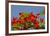 Flamboyant Tree in Bloom, Ile Royale, Salvation Islands, French Guiana-Cindy Miller Hopkins-Framed Photographic Print