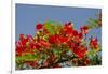 Flamboyant Tree in Bloom, Ile Royale, Salvation Islands, French Guiana-Cindy Miller Hopkins-Framed Photographic Print