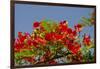 Flamboyant Tree in Bloom, Ile Royale, Salvation Islands, French Guiana-Cindy Miller Hopkins-Framed Photographic Print