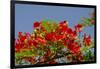 Flamboyant Tree in Bloom, Ile Royale, Salvation Islands, French Guiana-Cindy Miller Hopkins-Framed Photographic Print