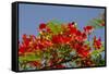 Flamboyant Tree in Bloom, Ile Royale, Salvation Islands, French Guiana-Cindy Miller Hopkins-Framed Stretched Canvas