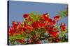 Flamboyant Tree in Bloom, Ile Royale, Salvation Islands, French Guiana-Cindy Miller Hopkins-Stretched Canvas