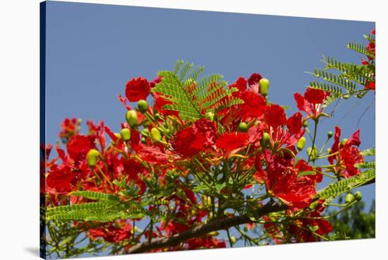 Flamboyant Tree in Bloom, Ile Royale, Salvation Islands, French Guiana-Cindy Miller Hopkins-Stretched Canvas