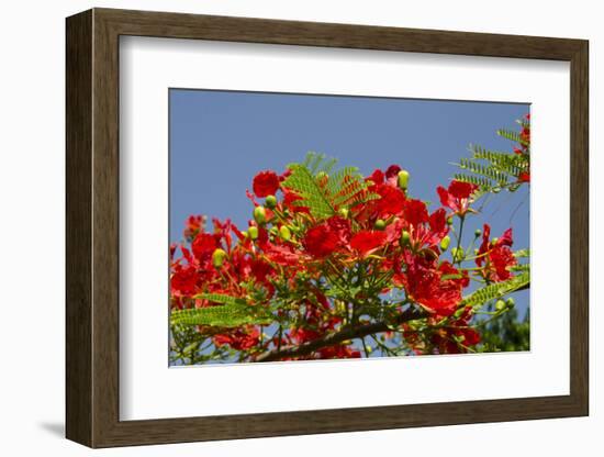 Flamboyant Tree in Bloom, Ile Royale, Salvation Islands, French Guiana-Cindy Miller Hopkins-Framed Photographic Print