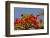 Flamboyant Tree in Bloom, Ile Royale, Salvation Islands, French Guiana-Cindy Miller Hopkins-Framed Photographic Print