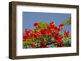 Flamboyant Tree in Bloom, Ile Royale, Salvation Islands, French Guiana-Cindy Miller Hopkins-Framed Photographic Print