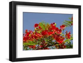 Flamboyant Tree in Bloom, Ile Royale, Salvation Islands, French Guiana-Cindy Miller Hopkins-Framed Photographic Print