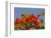 Flamboyant Tree in Bloom, Ile Royale, Salvation Islands, French Guiana-Cindy Miller Hopkins-Framed Photographic Print