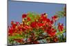 Flamboyant Tree in Bloom, Ile Royale, Salvation Islands, French Guiana-Cindy Miller Hopkins-Mounted Photographic Print