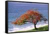 Flamboyant Tree-David Nunuk-Framed Stretched Canvas