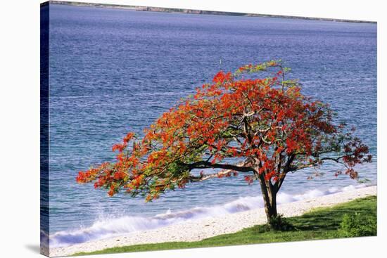 Flamboyant Tree-David Nunuk-Stretched Canvas