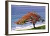 Flamboyant Tree-David Nunuk-Framed Premium Photographic Print