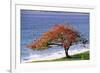 Flamboyant Tree-David Nunuk-Framed Photographic Print