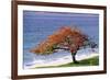 Flamboyant Tree-David Nunuk-Framed Photographic Print