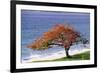 Flamboyant Tree-David Nunuk-Framed Photographic Print