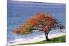 Flamboyant Tree-David Nunuk-Mounted Photographic Print