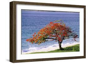 Flamboyant Tree-David Nunuk-Framed Photographic Print