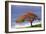 Flamboyant Tree-David Nunuk-Framed Photographic Print