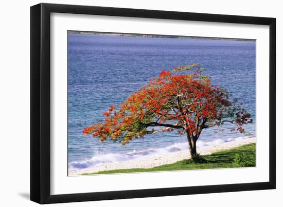 Flamboyant Tree-David Nunuk-Framed Photographic Print