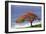 Flamboyant Tree-David Nunuk-Framed Photographic Print