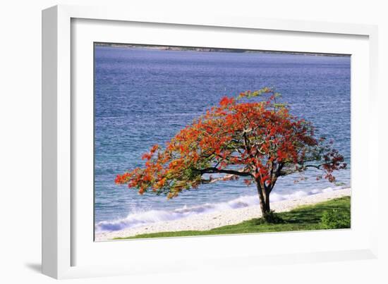 Flamboyant Tree-David Nunuk-Framed Photographic Print