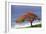 Flamboyant Tree-David Nunuk-Framed Photographic Print