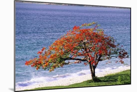 Flamboyant Tree-David Nunuk-Mounted Photographic Print