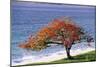 Flamboyant Tree-David Nunuk-Mounted Photographic Print