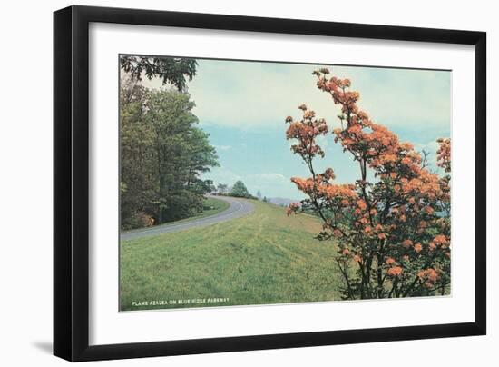 Flame Azalea, Blue Ridge Parkway-null-Framed Art Print