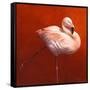 Flame Bird Flamingo-Jeremy Paul-Framed Stretched Canvas