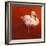 Flame Bird Flamingo-Jeremy Paul-Framed Giclee Print