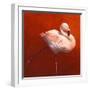 Flame Bird Flamingo-Jeremy Paul-Framed Giclee Print