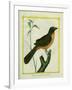 Flame-Colored Tanager-Georges-Louis Buffon-Framed Giclee Print