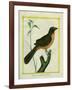 Flame-Colored Tanager-Georges-Louis Buffon-Framed Giclee Print