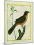 Flame-Colored Tanager-Georges-Louis Buffon-Mounted Giclee Print