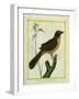 Flame-Colored Tanager-Georges-Louis Buffon-Framed Giclee Print