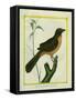 Flame-Colored Tanager-Georges-Louis Buffon-Framed Stretched Canvas