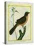 Flame-Colored Tanager-Georges-Louis Buffon-Stretched Canvas