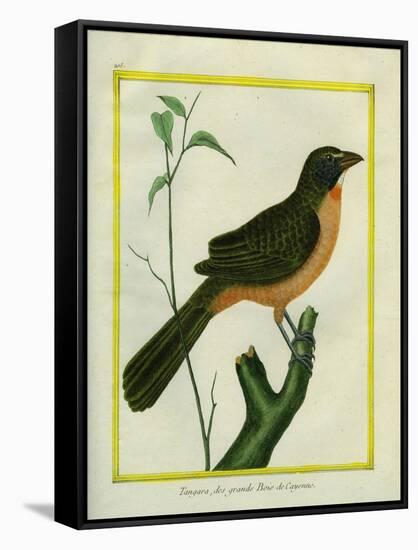 Flame-Colored Tanager-Georges-Louis Buffon-Framed Stretched Canvas