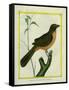 Flame-Colored Tanager-Georges-Louis Buffon-Framed Stretched Canvas