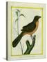 Flame-Colored Tanager-Georges-Louis Buffon-Stretched Canvas